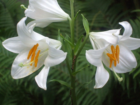 Easter Lillies - white, nature, lily, beautiful, easter, flowers