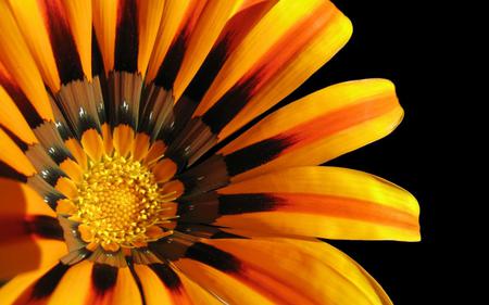 Flower - flower, yellow, brown, nature