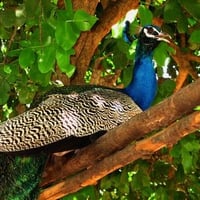 Peacock