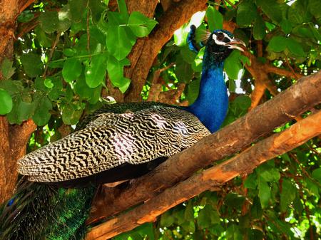 Peacock - animal, bird, peacock, leaves, tree