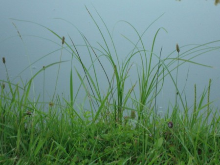 grassy view - water, nature, pond, view, grass