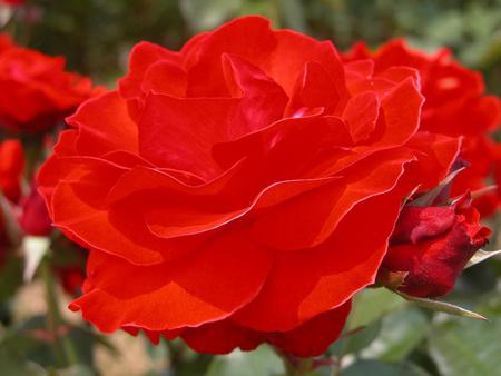 Rose - red, flower, nature, rose