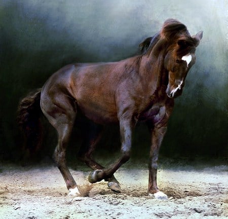 Brown beauty - white blaze, brown and black, stallion, sand, horse