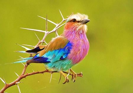 Lilac breasted roller - aqua, pink, blue, colored, africa, lilac, bird, gold