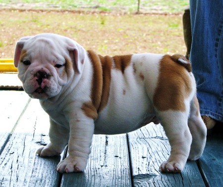 Little Bull - flat face, short legs, white, brown, puppy, bulldog