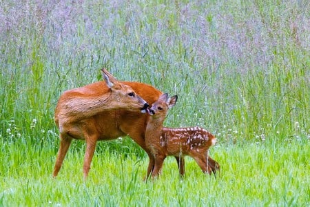 A little clean up - licking face, love, forest, brown with white spots, doe, fawn, deer