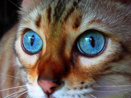 Blue Eyes - cat, eyes, furry, blue eyes, head