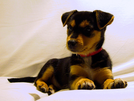 Baby Rottweiler - adorable, cute, baby, dog