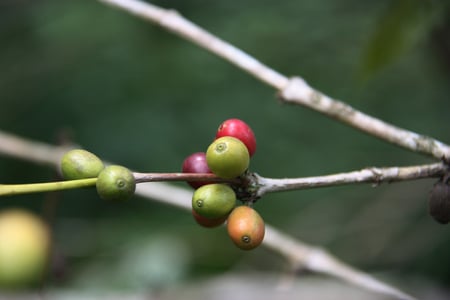 Coffee Fruits - earbs, tree, nature, coffee