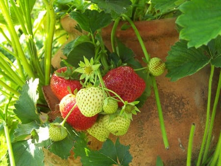 Good Morning Strawberries - strawberries, morning, natue, fruits