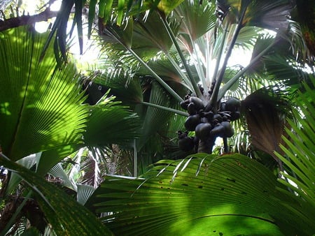 Coconut Palm Tree - tropical, coconut, tree, nature, green