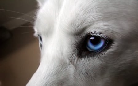 husky eyes - eyes, fur, white