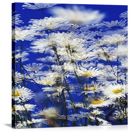 in wind - daisy, blue sky, wind, summer