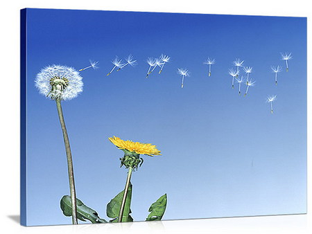 dandelion - dandelion, seeds, wind, summer