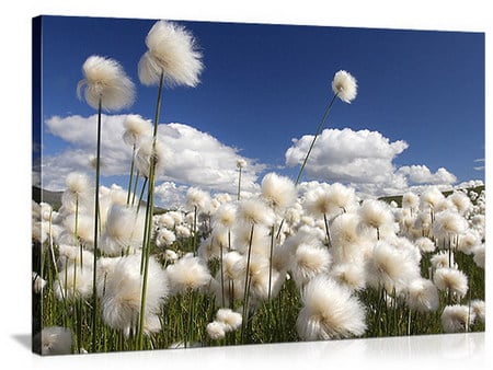 cotton - white, cotton, blue sky, wind