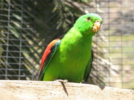 Hello - bird, free flying, parrot, palmitos park