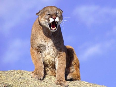 Cougar-Song - cougar, picture, song, cool