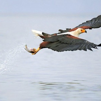 Fishing Eagle