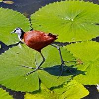 Bird on Leaves