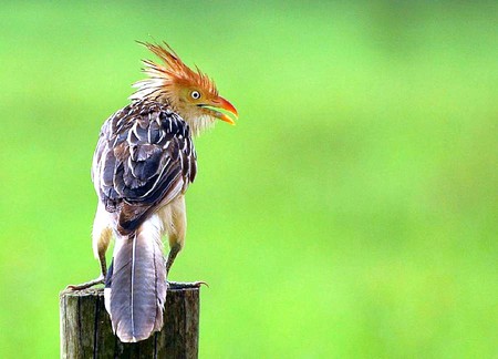 Guira-Cuckoo - picture, cool, cuckoo, guira