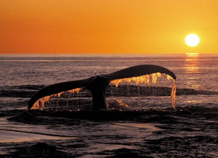 whale - orange, sunset, whale, tranquil