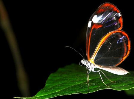 Transparent Butterfly - transparent, butterfly, cool, picture