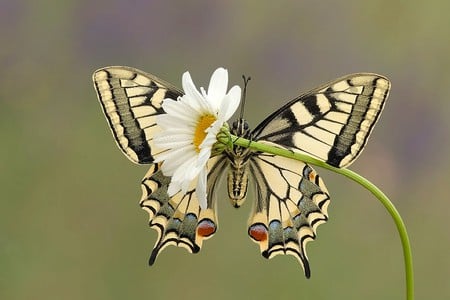 Butterfly on Flower - picture, butterfly, on flower, beautiful