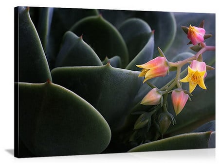 tiny bloom - cactus, tiny, macro, bloom