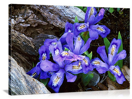 iris - wood, iris, bloom, blue