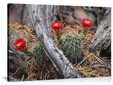 cactus bloom - cactus, wood, bloom, red