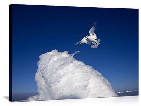 seagull - white, ice, blue sky, seagull, fly