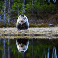 Bear mirror