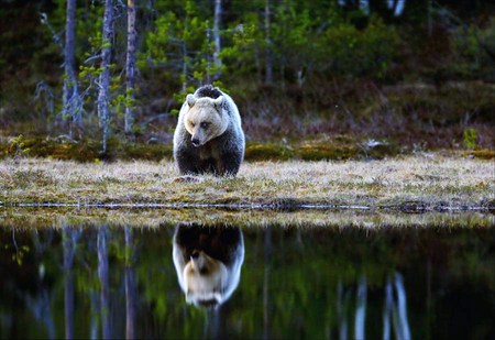 Bear mirror - brown bear, reflection, forest, water, strength, power