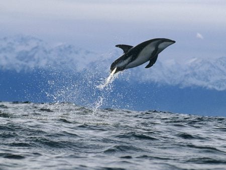 LOOK..Dolphin - animals, nice, beautiful, abstract, blue