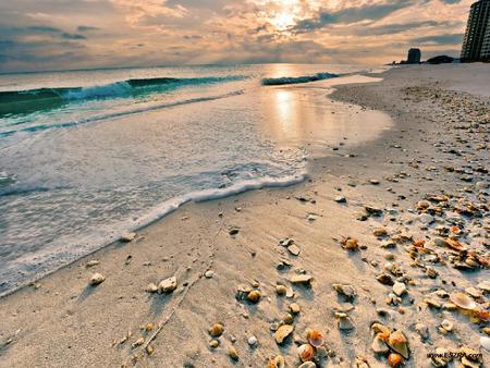 Shells on the beach - clouds, blue, beautiful, seashells, sunrise, ocean, sand, sandy, shells, clear, peaceful, sky