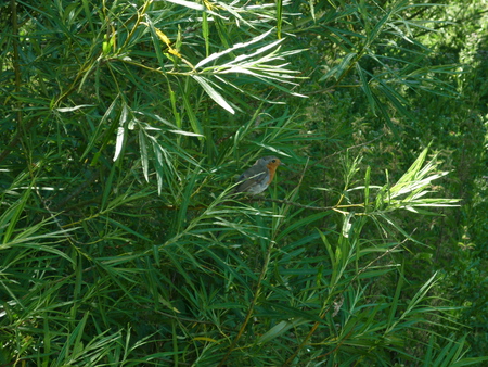 Cute bird! - bird, tree, green, sun