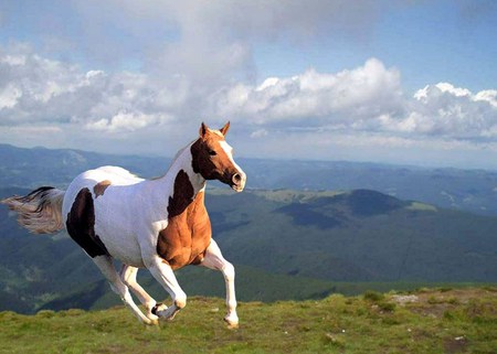 Free paint - paint, hills, white, brown, galloping, grass, horse