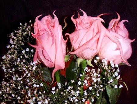 Melting - roses, babys breath, melting, pink, three