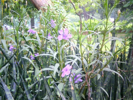 Mauve flowers - nature, mauve, flowers