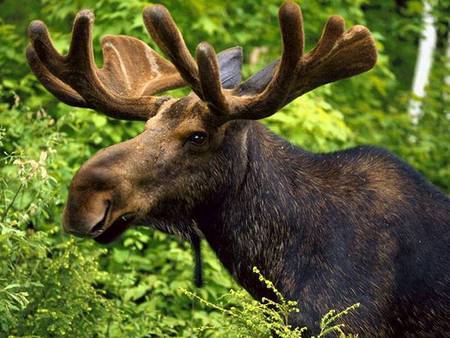 Moose - cool, green, moose, brown