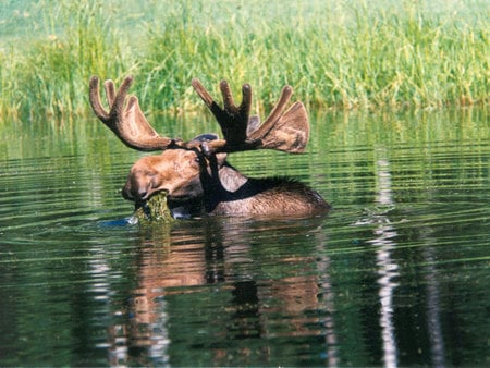 Moose eating - eat, water, green, moose