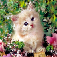 KITTY IN FLOWER BASKET