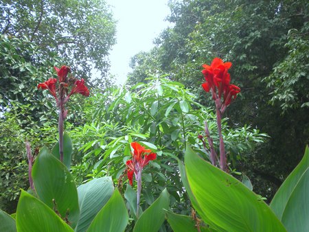 Morning Lilly - flowers, morning, lilly, nature