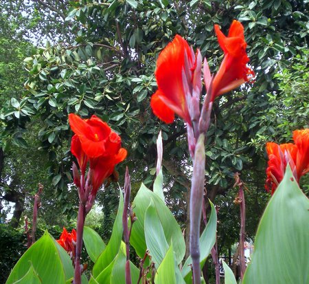 Morning Lilly - nature, flowers, morning lilly