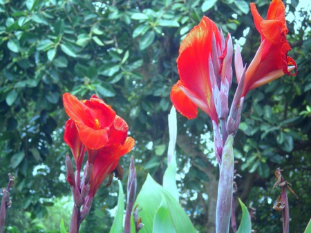 Morning Lilly - nature, flowers, morning lilly