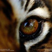 eye of the tiger