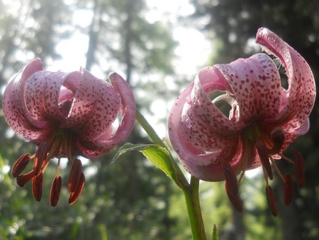 Lilium martagon, giglio martagone - montagna, alpi, natura, fiori