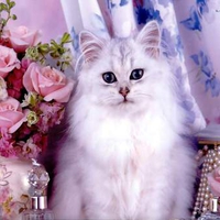 Kitty Kat