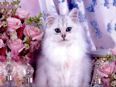 Kitty Kat - pretty, perfumebottels, drapes boquet, fluffycat