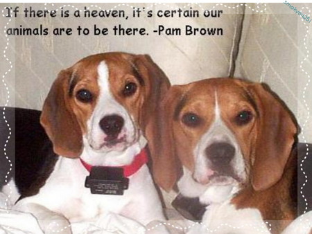 Untitled Wallpaper - beagle, animal, cute, dog, pam brown, quote, love, sweet